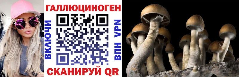 магазин    Урус-Мартан  Псилоцибиновые грибы прущие грибы 